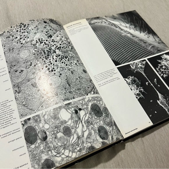 👑Vintage 1980 Biological Structures Atlas Krommenhoek Sebus Esch Hardcover - Picture 11 of 14